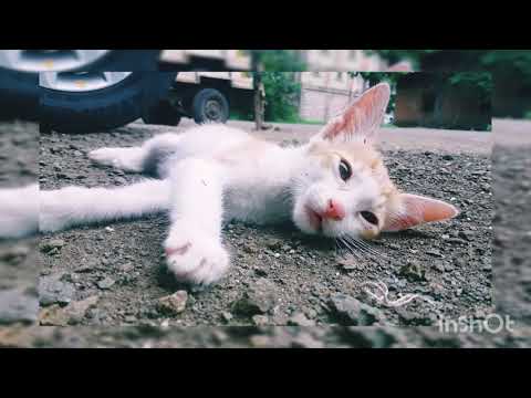 my little cute cat Shubhra.