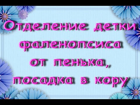 ОТДЕЛЯЮ детку орхидеи ОТ ПЕНЬКА и САЖАЮ в кору:phal. Pretty Cyrene.