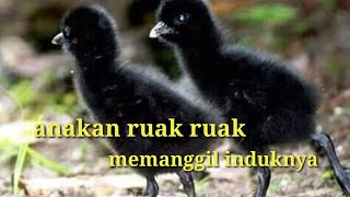Download lagu Suara Anakkan Ruak Ruak Pikat Buat Memanggil Induknya mp3 Download lagu Suara Anakkan Ruak Ruak Pikat Buat Memanggil Induknya mp3