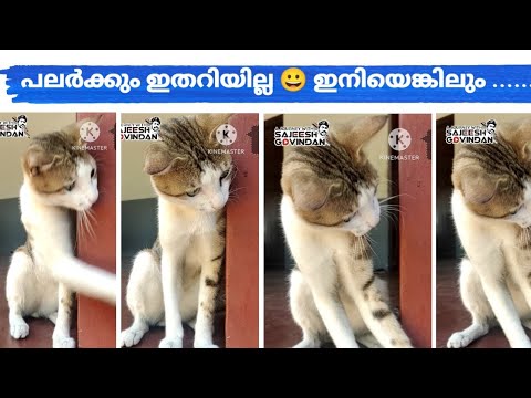 😀പലർക്കും ഇതറിയില്ല 😀 ഇനിയെങ്കിലും ......./Do u know about cats?