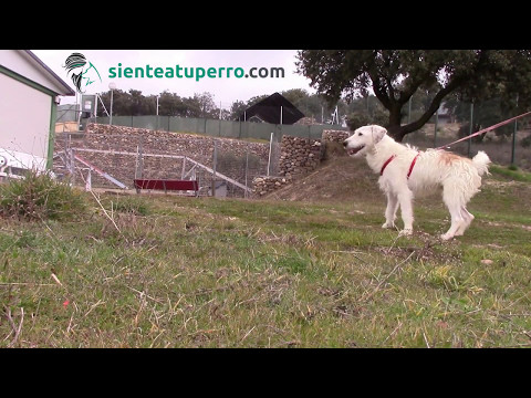 Socializando a Zar en la protectora
