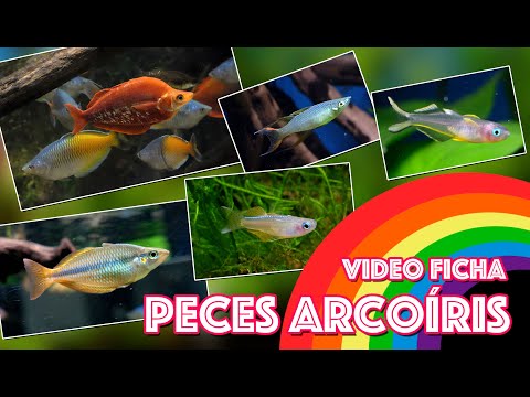 , title : 'Peces 🐟 Arcoíris 🌈 - Video 🎥 ficha'