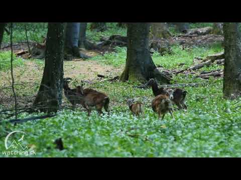 Muflón lesný (Ovis orientalis musimon) European moufloun