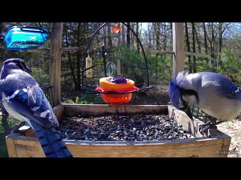 Blue Jays and Baltimore Oriole