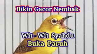 Download lagu B1K1N PL3C1 N3MB4K W1T-W1T 3N4K   $Y4HDU, Terapi Pleci Nembak mp3