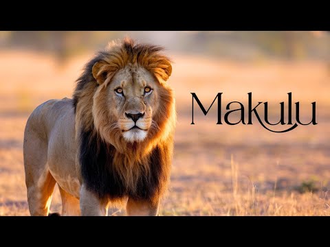 The terrifying Mapogo leader Makulu… the legendary and strongest lion in history!
