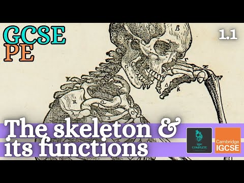 GCSE PE - THE SKELETON & ITS FUNCTIONS - Anatomy and Physiology (Skeletal and Muscular System - 1.1)