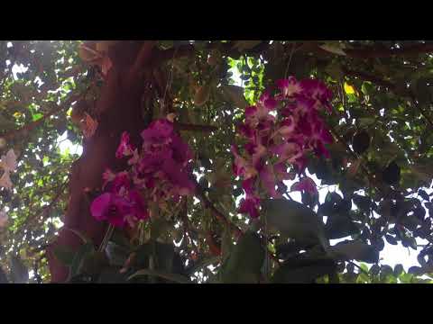ផ្កាអ័រគីដេ Orchid