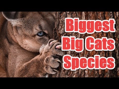 Top 9 Biggest Big Cats Species In The World