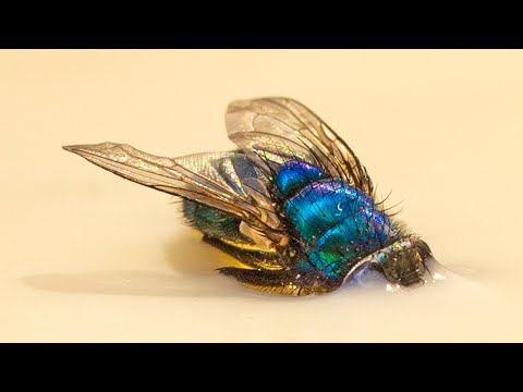 Fate - OTIS (Die Bienen) (prod. Wolfi F.)