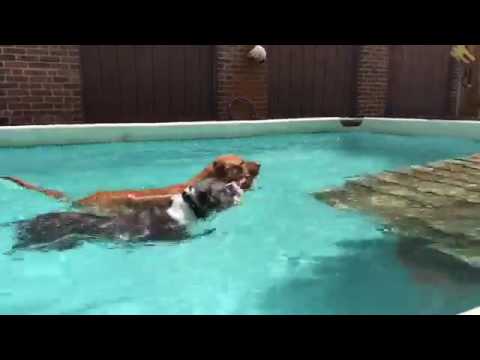 Training | CHEWY SWIMS | Solid K9 Training Dog Training