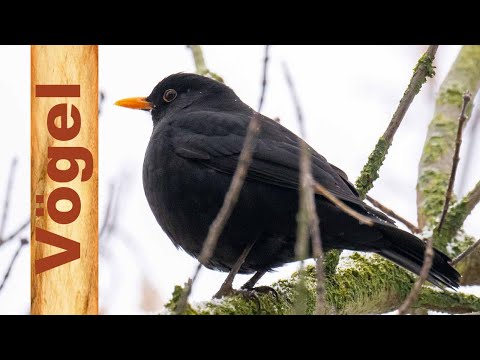 Vogelfotografie | Fotografie Tipps & Tricks (On the Road)