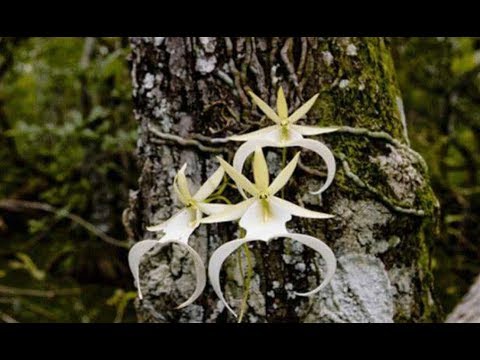 鬼蘭花