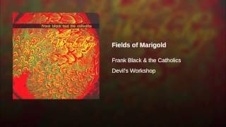 Fields of Marigold
