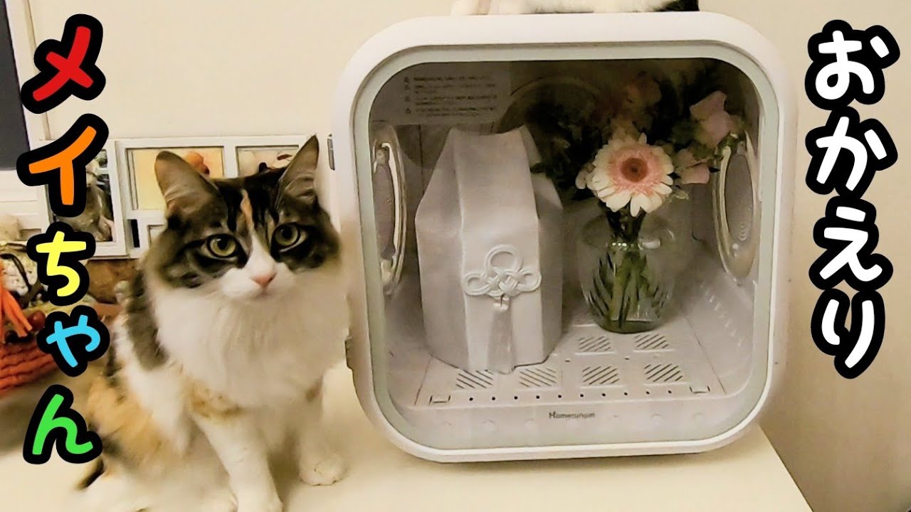 【虹の橋】寂しさを慰め合う残された猫達が切なすぎて涙