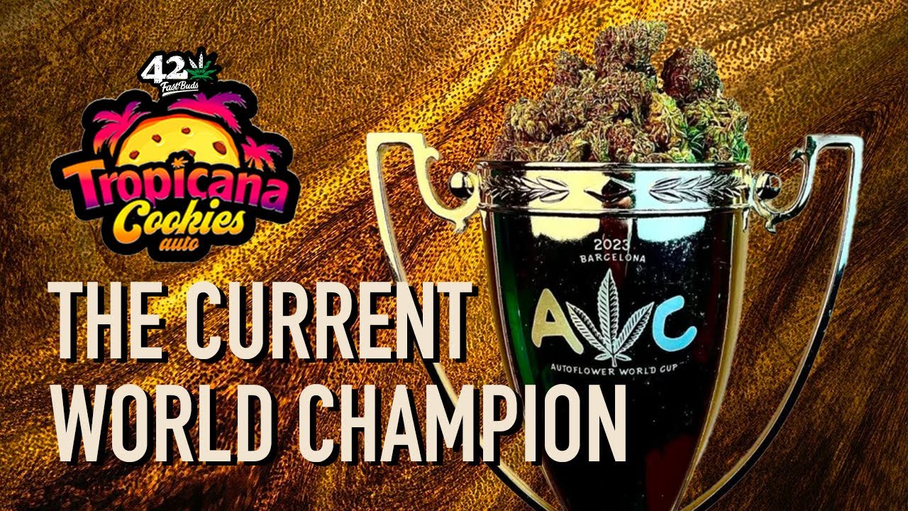 Tropicana Cookies Auto | Strain Review | Fast Buds | Hybrid