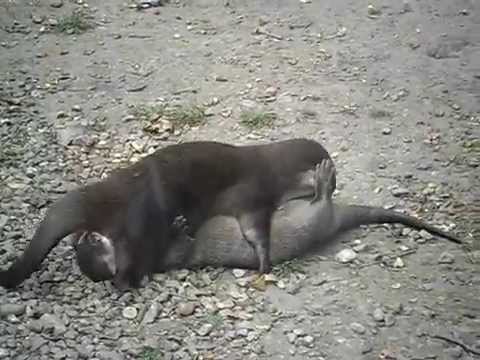 Otter Mating 69 sex position