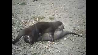 Otter Mating 69 sex position
