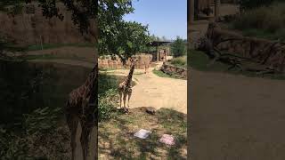 Dallas Zoo - Giraffe Enclosure