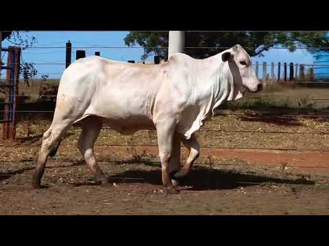 NOVILHA NELORE - NADIA FIV B.BELO - DUT  1173