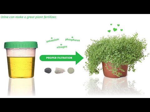 Orina como abono o fertilizante orgánico