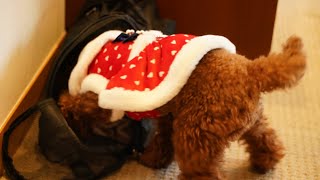 クリスマスパーティーいけるとわかって自らバッグに入る愛犬が可愛すぎる