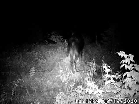 New Brunswick Moose Cow August 14th 2020 1013PM