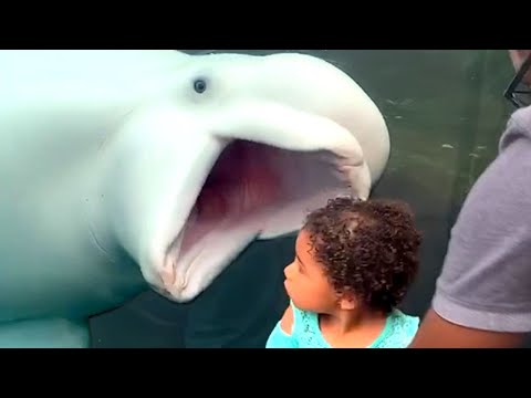 Aquarium Memes to Make You Laugh | Funny Pet Videos