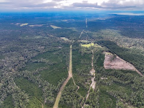 250 acres | FM 3152 | Polk County, Texas