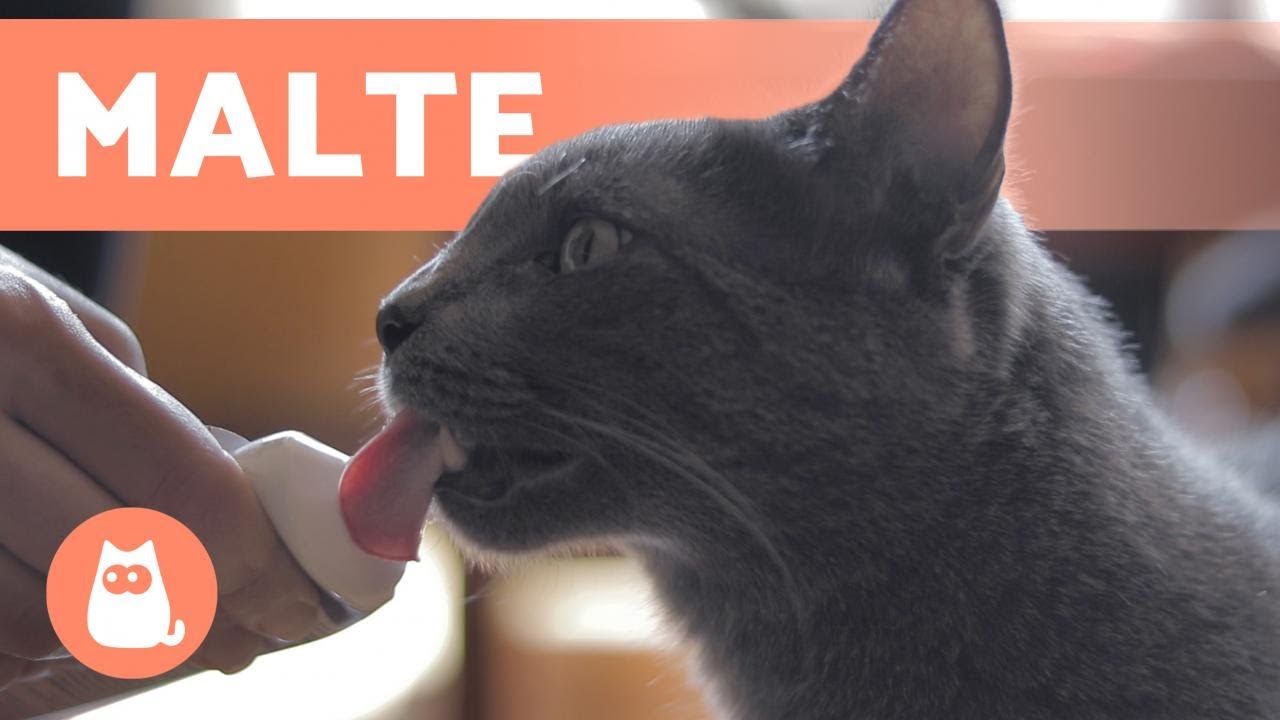 MALTE PARA GATOS: benefícios, dosagem e como usá-lo bem!