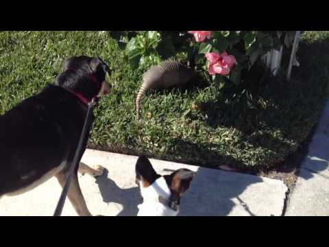 Zoey Vs Armadillo!