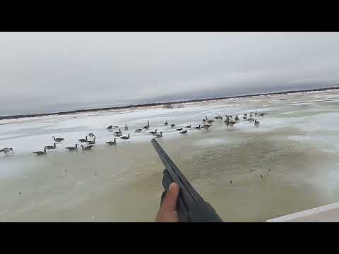 James Bay spring goose hunt 2025