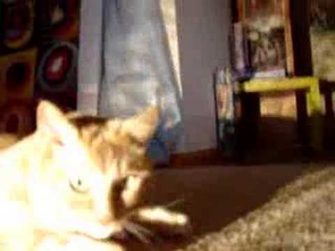 Tanner the Lesbian Cat