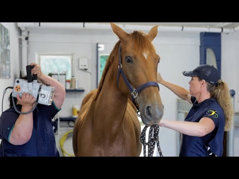 Fuchsstute stürzt mit neuer Reiterin und lässt niemanden mehr aufsteigen