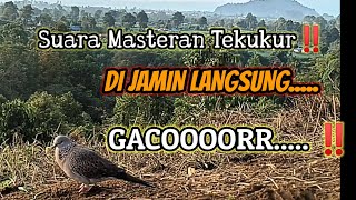 Download lagu suara masteran tekukur terbaik‼️. tekukur yg dengar langsung gacor🔥‼️ mp3