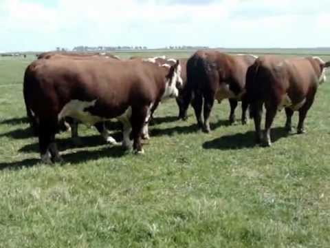Lote de touros Remate Hereford da Fronteira