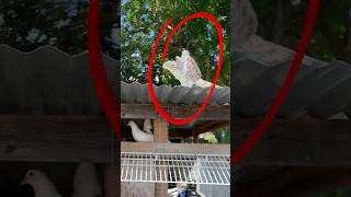 Hawk attack my pigeon Kabutar 🕊️🦅 #explorepage #pigeon #kabutar #bird #kabootar #trending #pets