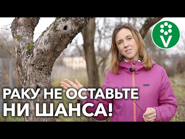 ЗАЩИТИТЕ САД ОТ РАКОВЫХ БОЛЕЗНЕЙ! Профилактические меры ОСЕНЬЮ – самые действенные!