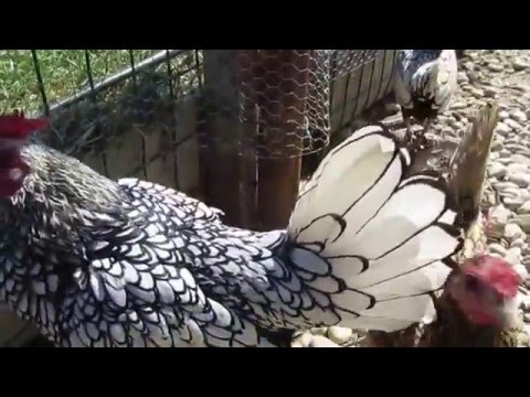 Fattoria il bruco - Gallina Sebright