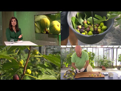 Feigen Pionier für Mitteleuropa in Wien