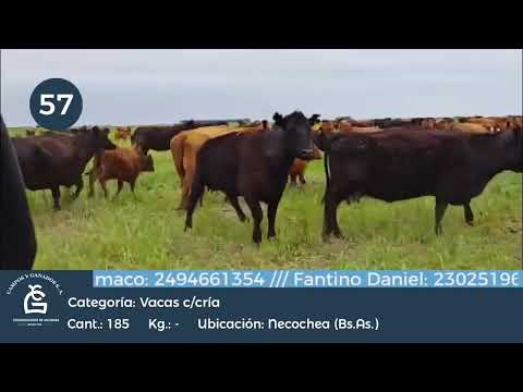Lote Vaca C/ Cría - Necochea Bs As