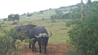 preview picture of video 'buffalo attacks safari jeep'
