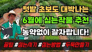 6월에 심는 텃밭 작물 채소 추천 텃밭가꾸기 병충해관리