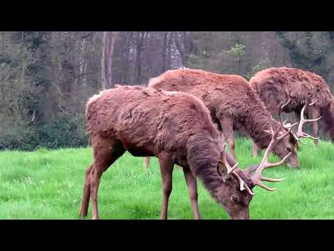 download lagu mp3 mp4 Red Deer In The United States, download lagu Red Deer In The United States gratis, unduh video klip Red Deer In The United States