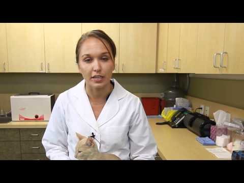 How to Switch a Small Kitten From Canned Food to Dry Food : Kittens & Cat Care
