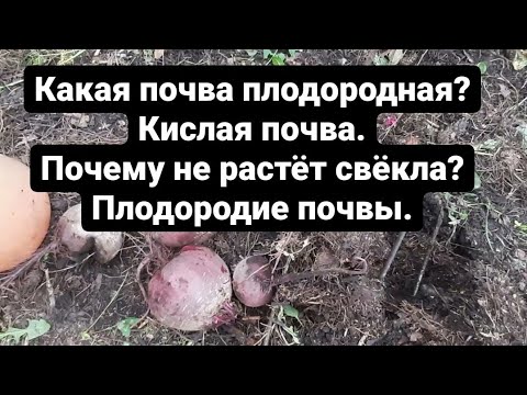 Какая почва плодородная Кислотность Кислая почва Не растёт свекла
