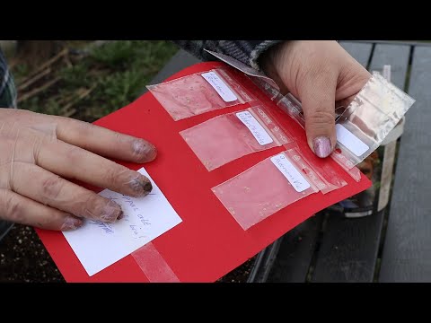 Odlar potatis från frön del 1 - Sådd