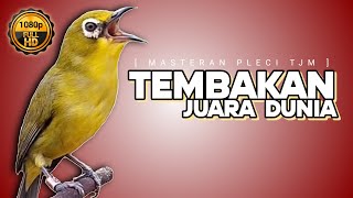 Download lagu 🔴 LIVE Masteran Pleci Juara Dunia !!! mp3