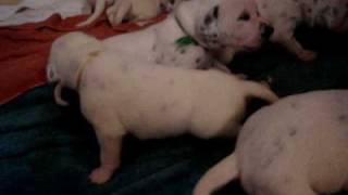 Arabella's Puppies Part 2