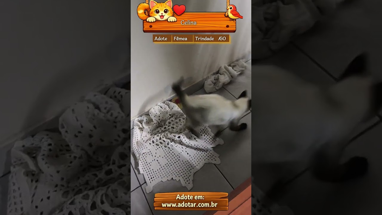 Gato raça Siamês idade 1 ano nome Celina